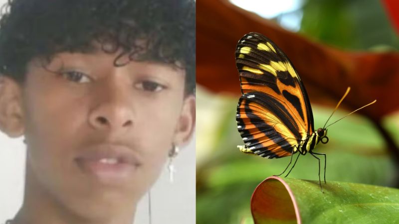 Mistura tóxica? Entenda o que causou a morte de jovem que injetou borboleta na veia