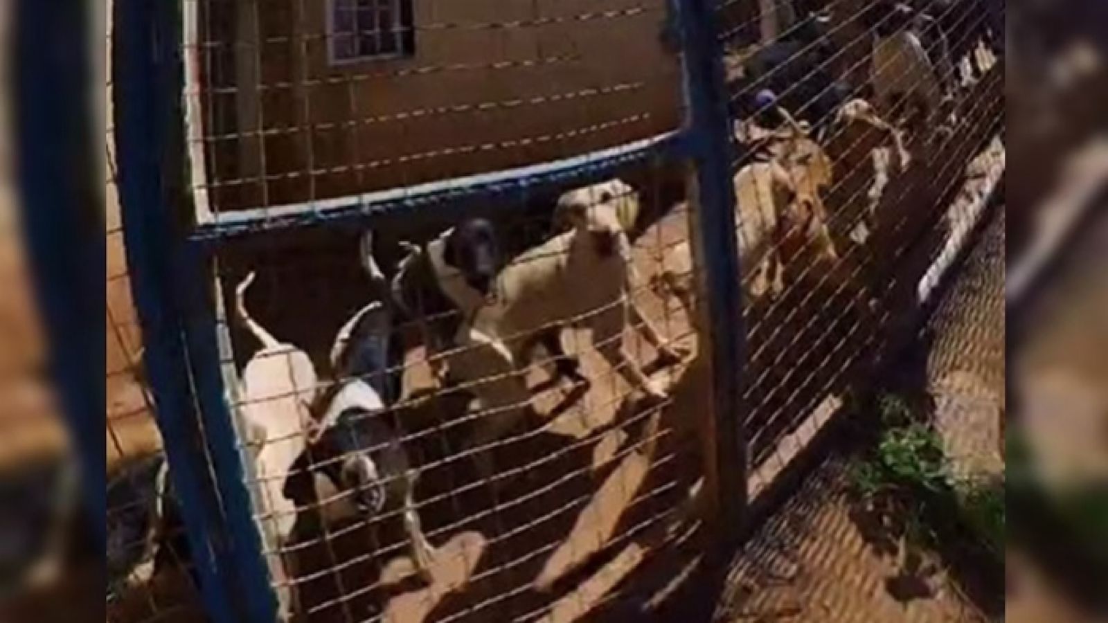Polícia encontra mais de 40 cães em casa de acumuladora de animais