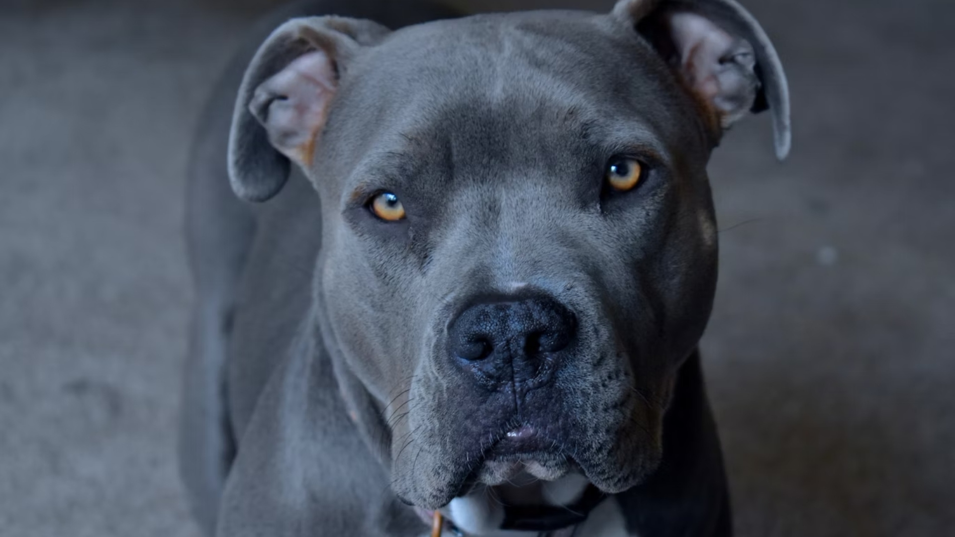 Perigo! Cachorro atira no próprio dono enquanto homem dormia; saiba o que aconteceu