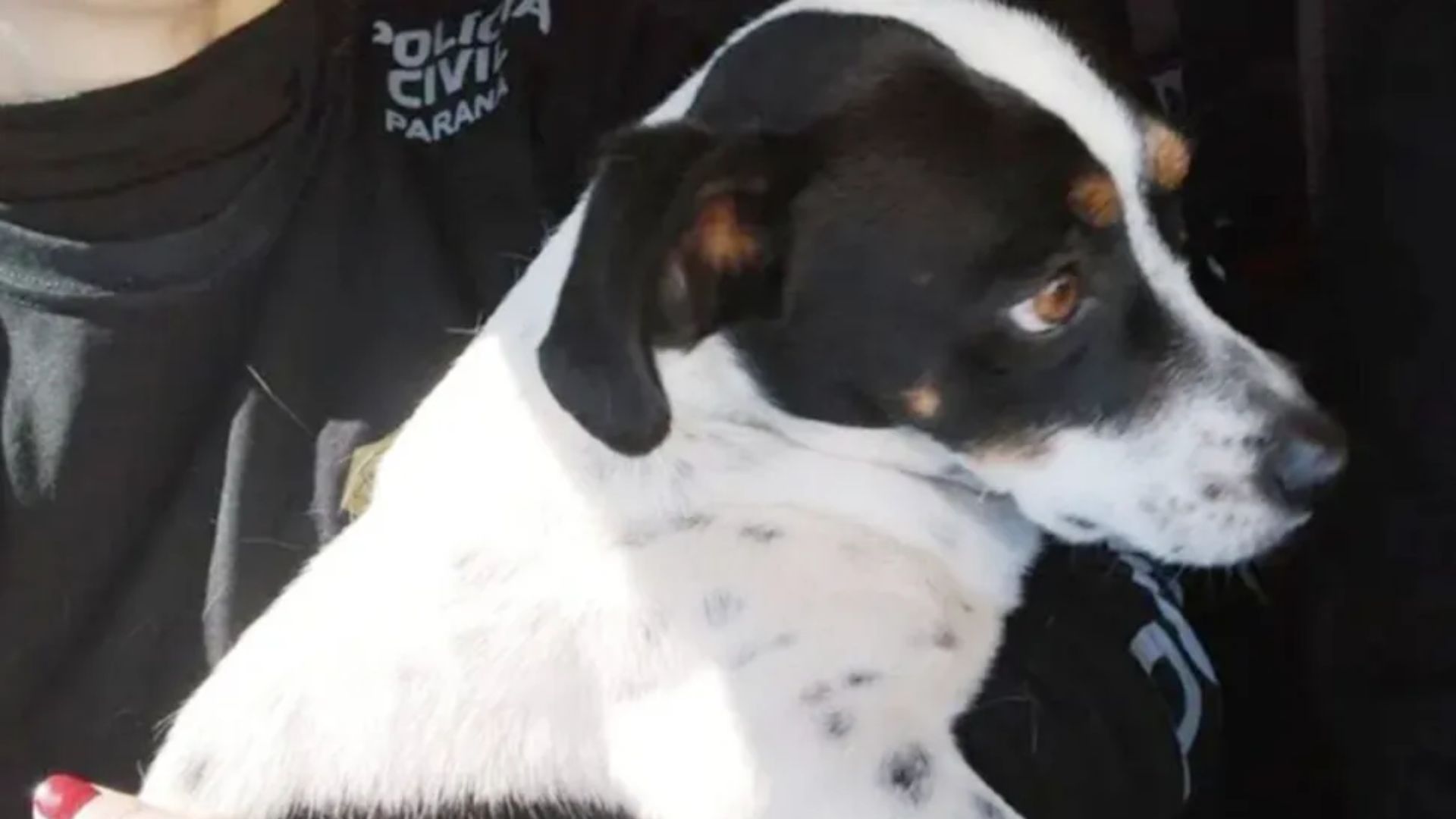 Cachorro vence ex-tutor na Justiça e ganha indenização de R$ 5 mil por agressão