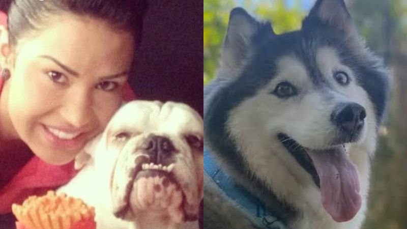 Gracyanne Barbosa desabafa sobre morte de cachorra e oferece recompensa pela desaparecida