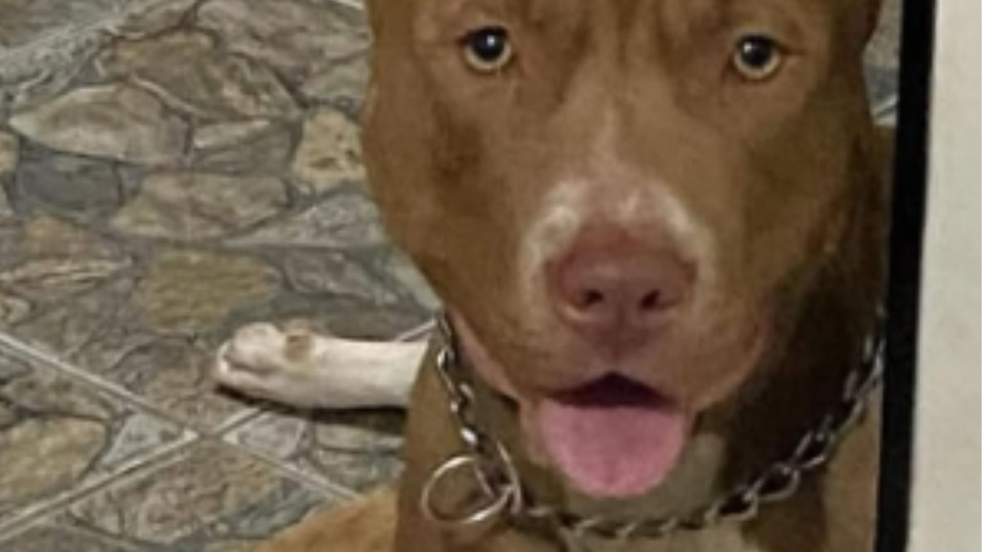 Mulher é encontrada ensanguentada após ataque de pitbull em casa e morre em UPA