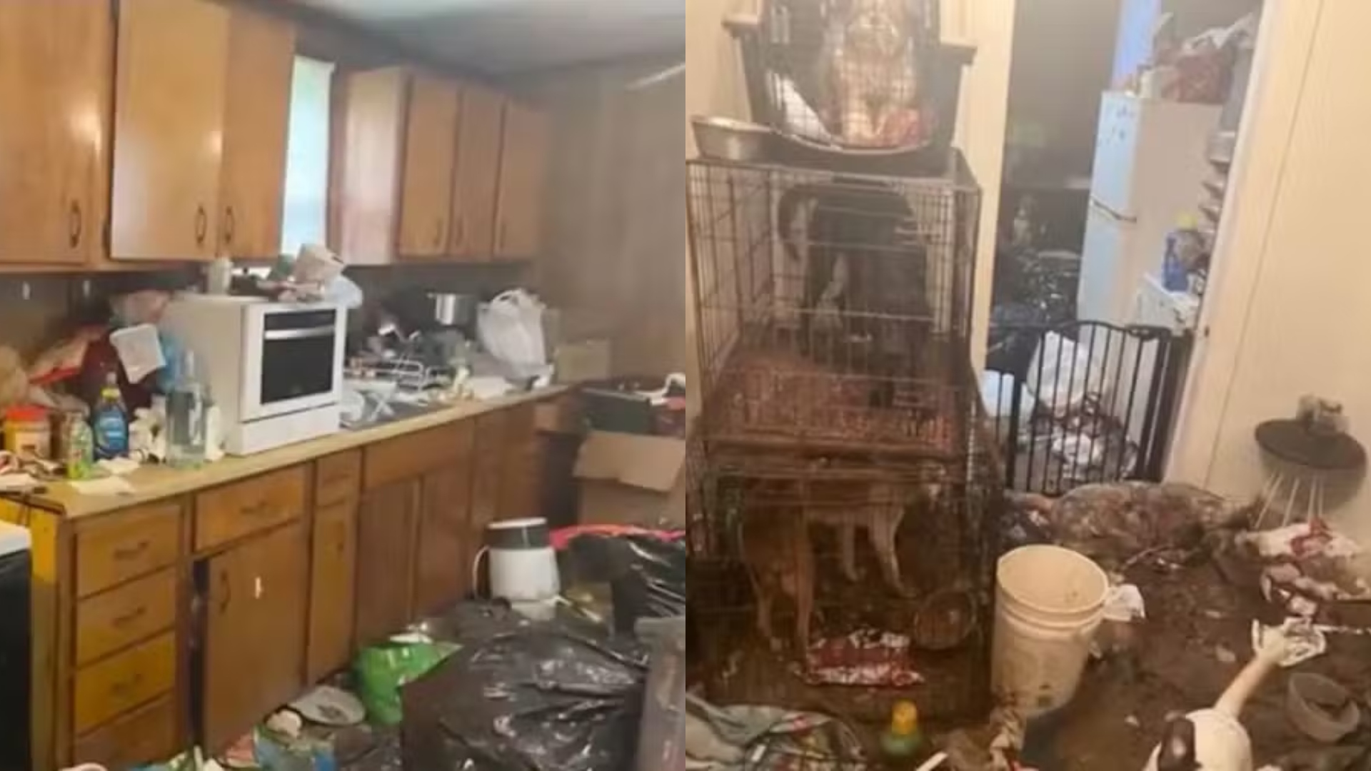 Bebê é encontrada em casa com animais em decomposição, lixo e fezes: ‘Insalubre’