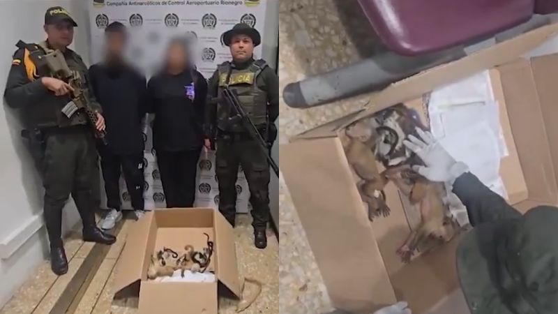 Casal é preso no aeroporto por esconder seis filhotes de macacos em roupas íntimas