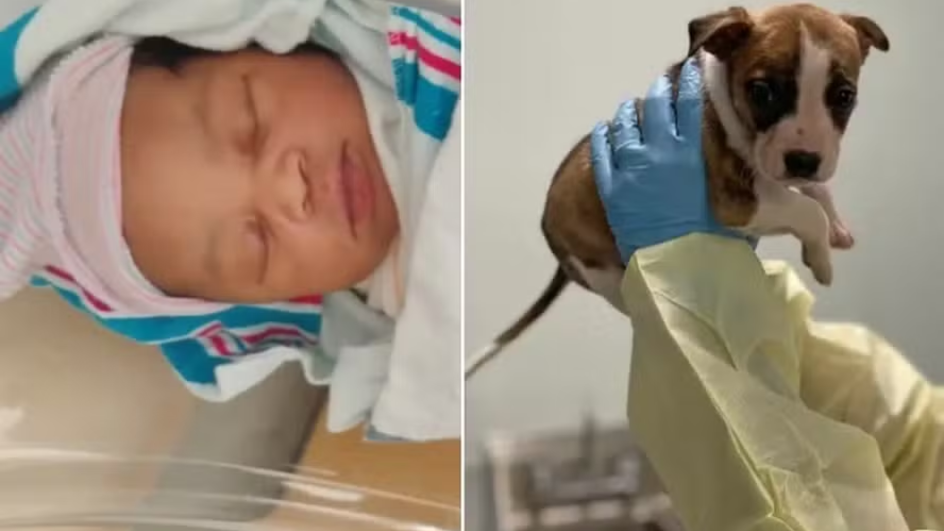 Filhote de pitbull é sacrificada após ‘matar’ bebê, mas autópsia descarta culpa do cachorro