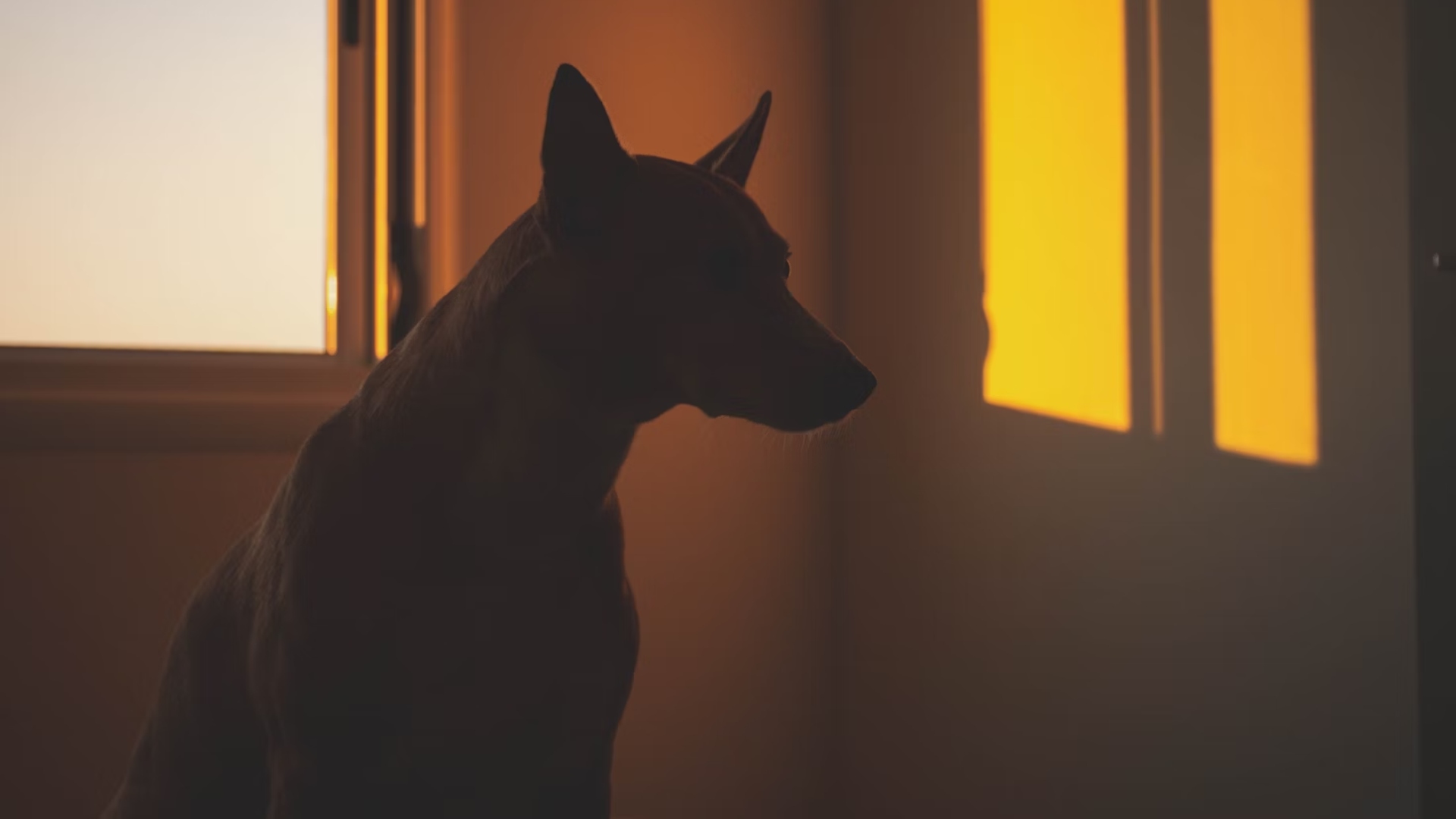 Absurdo! Homem assa o próprio cachorro no forno de casa após latidos do animal