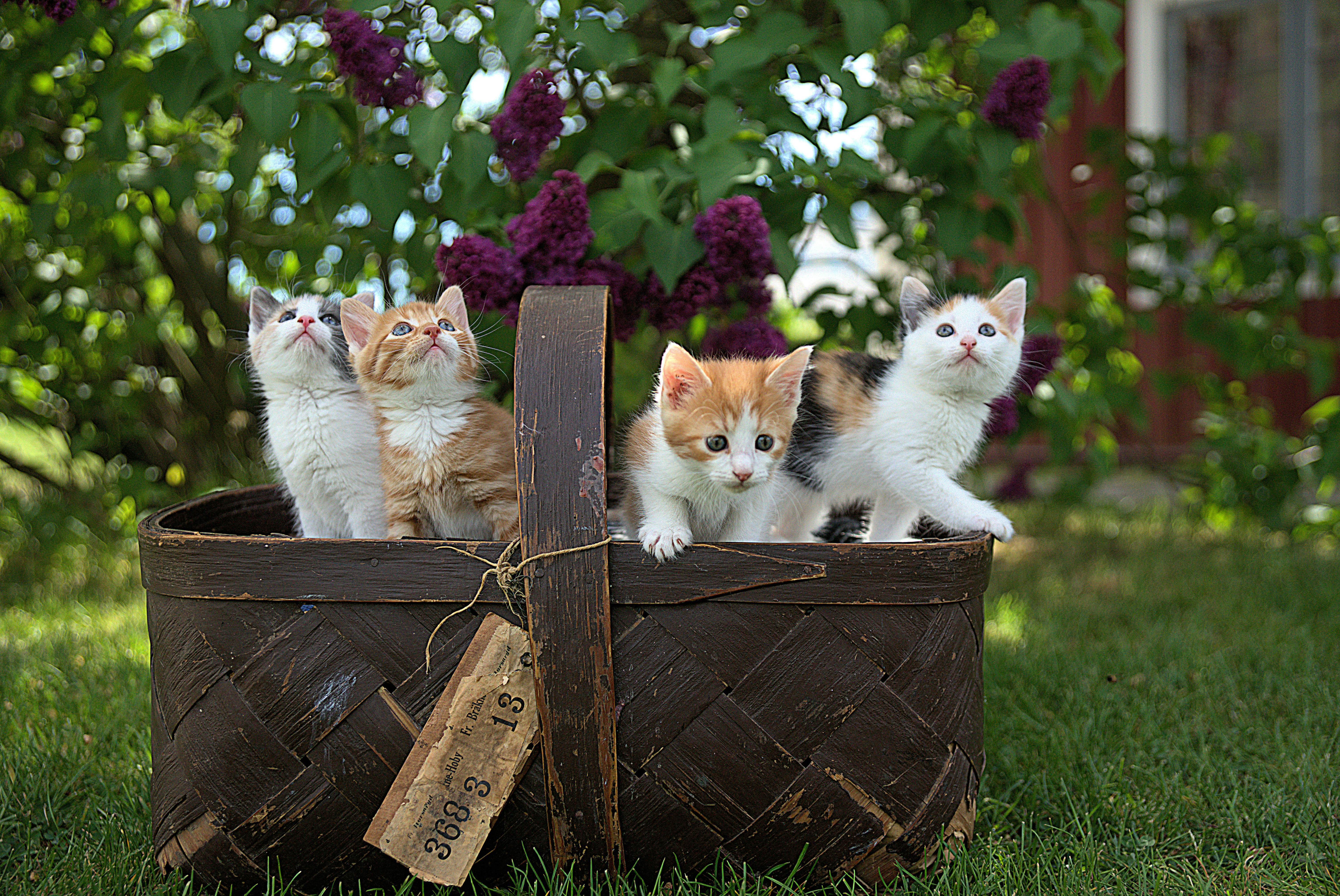 80 gatos ficam abandonados em casarão após morte de tutor em Florianópolis