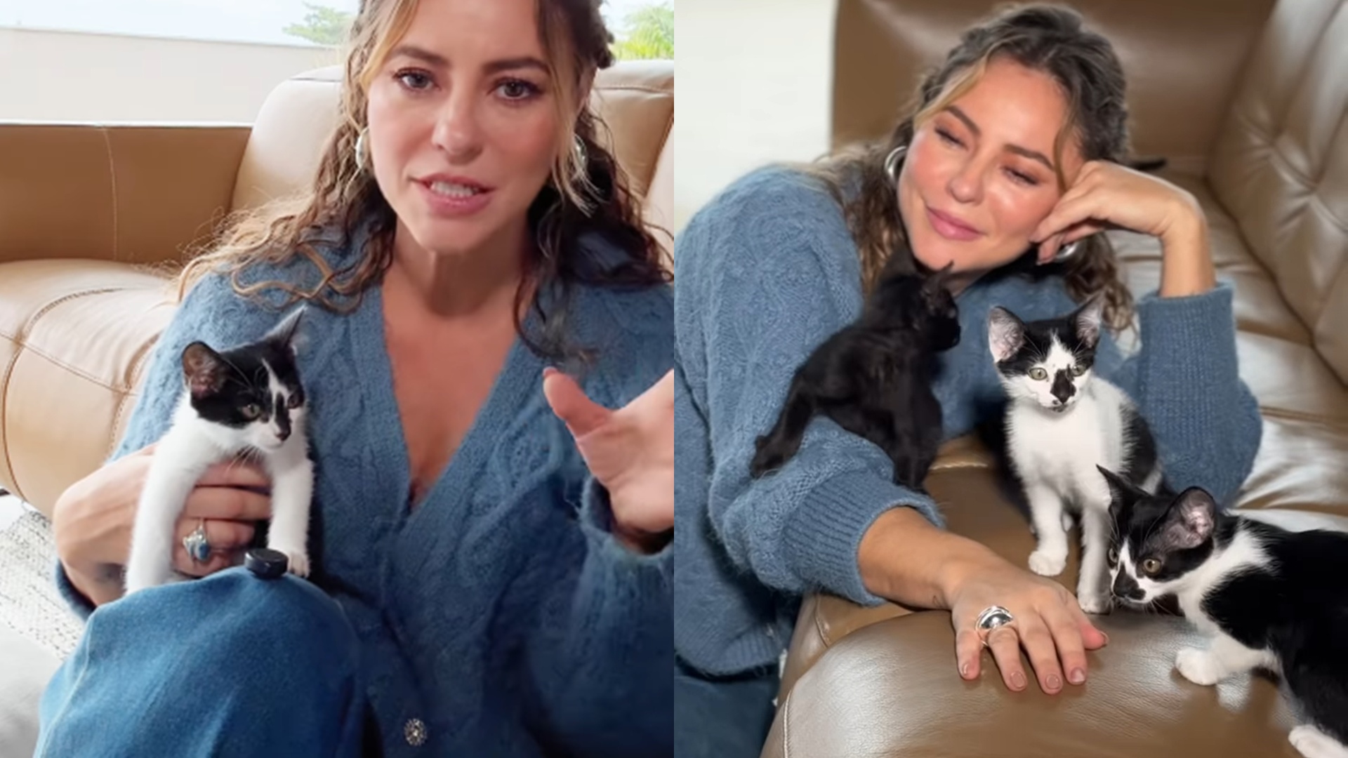 Paolla Oliveira confirma adoção de 11 gatos e 7 cachorros: ‘É um gesto de amor’