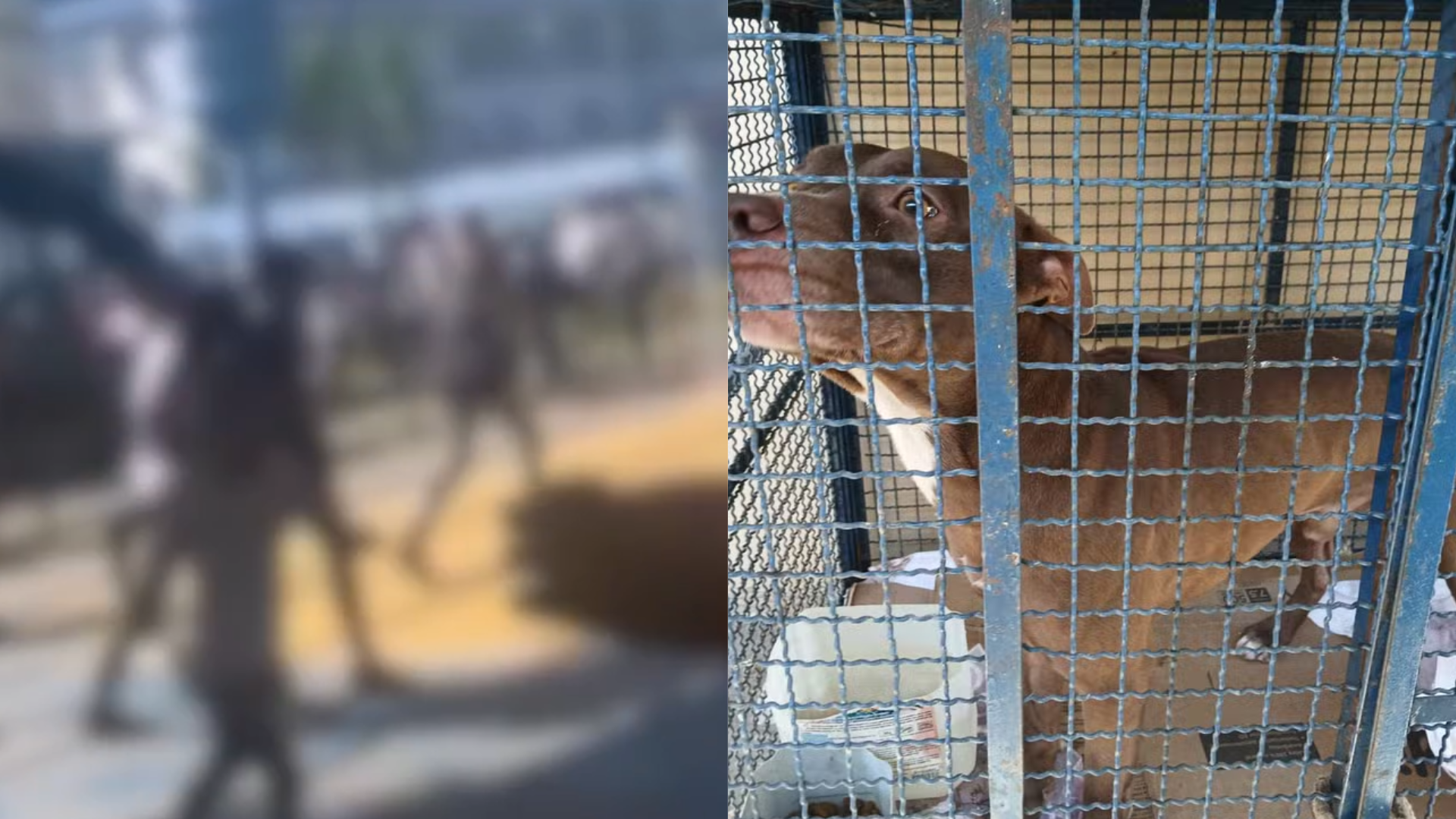Pitbull invade escola e ataca crianças no RJ; seis alunos ficaram feridos