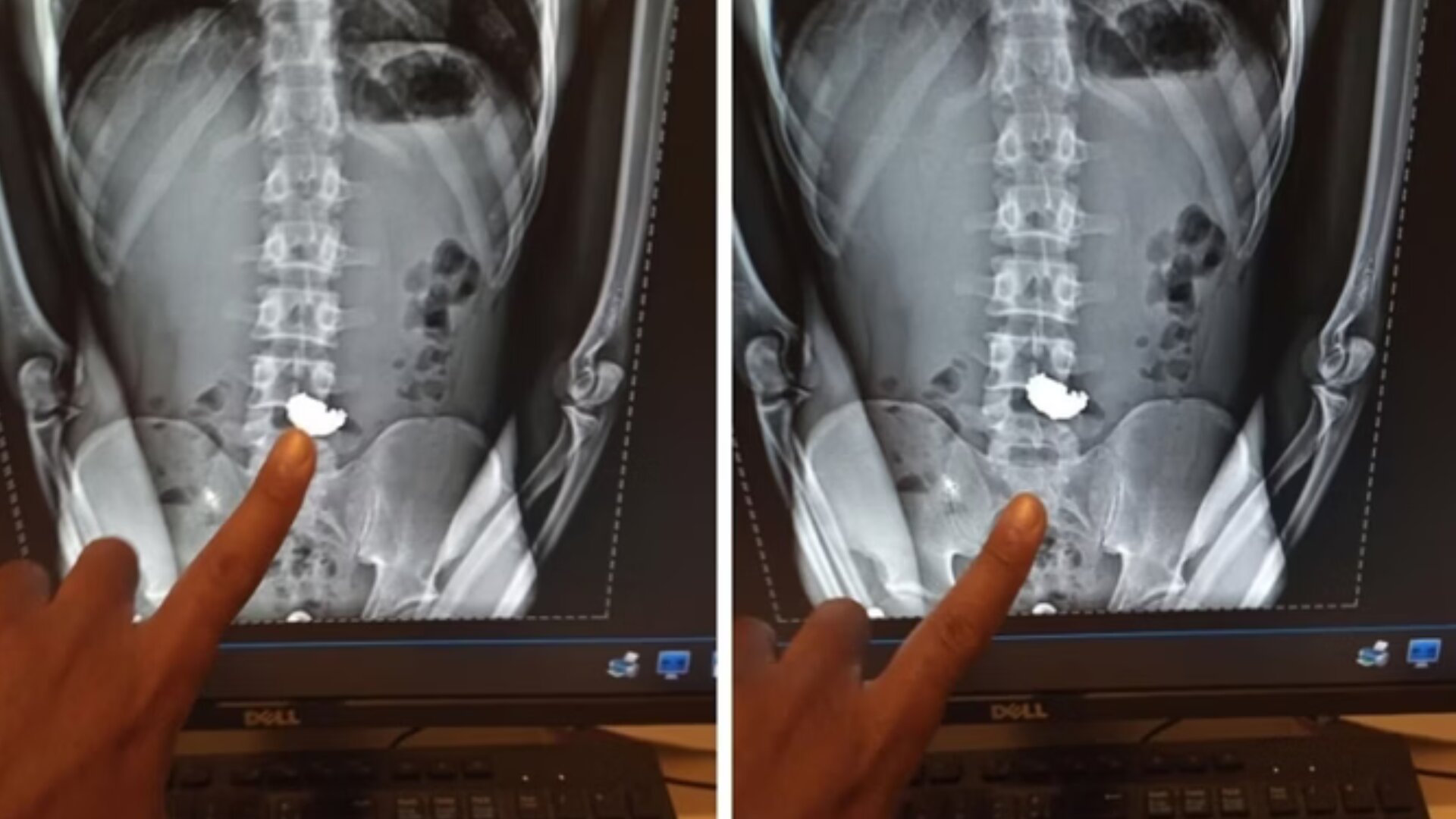 Homem é preso após roubar e engolir correntinha em BH