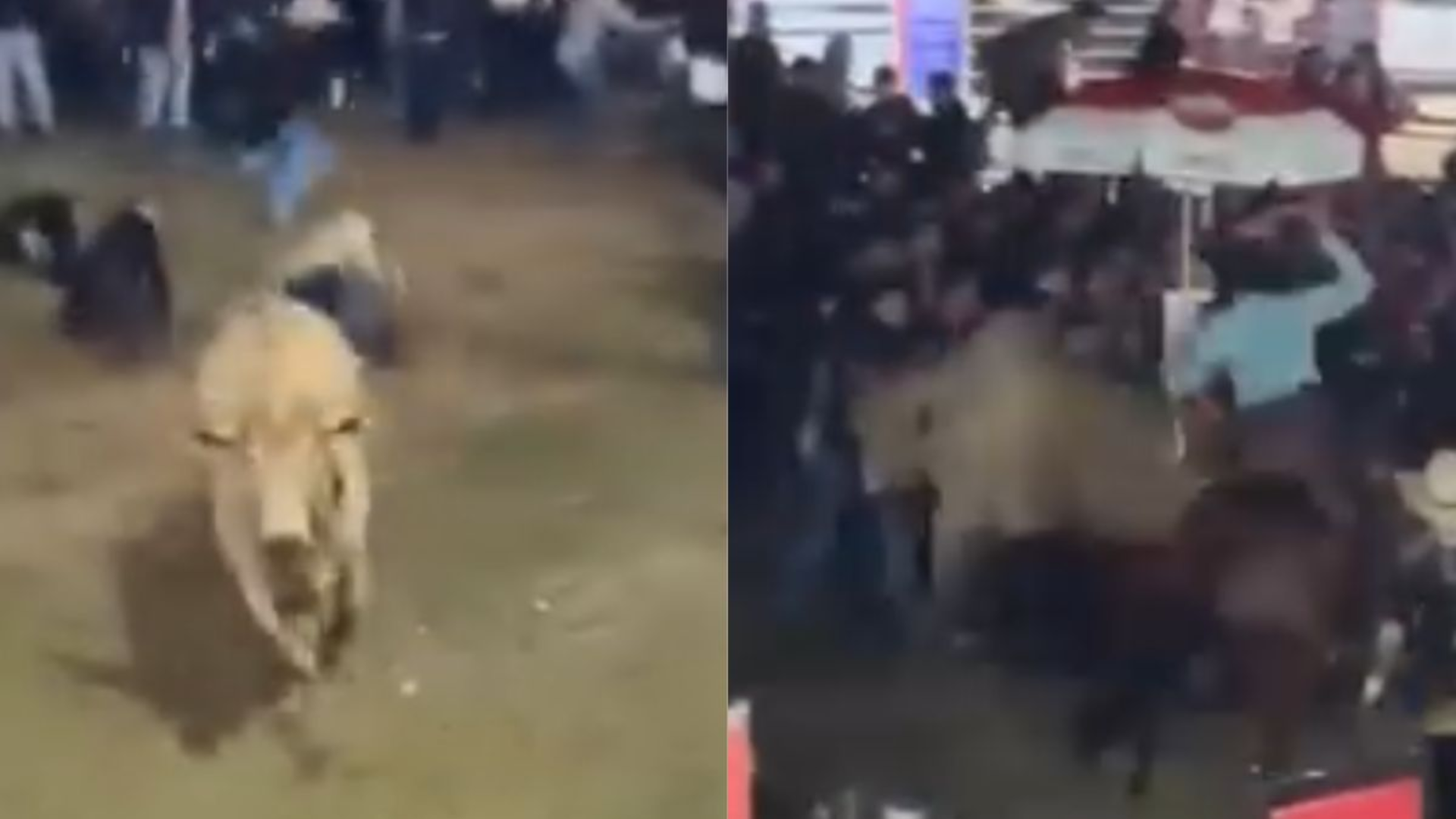 Vídeo: Touro deixa 3 pessoas feridas ao fugir de arena durante rodeio em MG