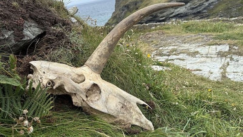 Gente! Crânio com chifre de ‘unicórnio’ é achado perto de castelo e assusta turista