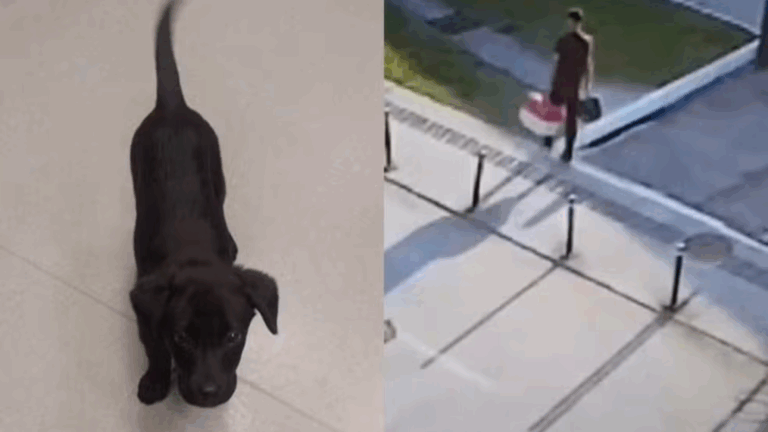 Homem abandona cachorro no aeroporto após ser impedido de embarcar com caixa transportadora irregular