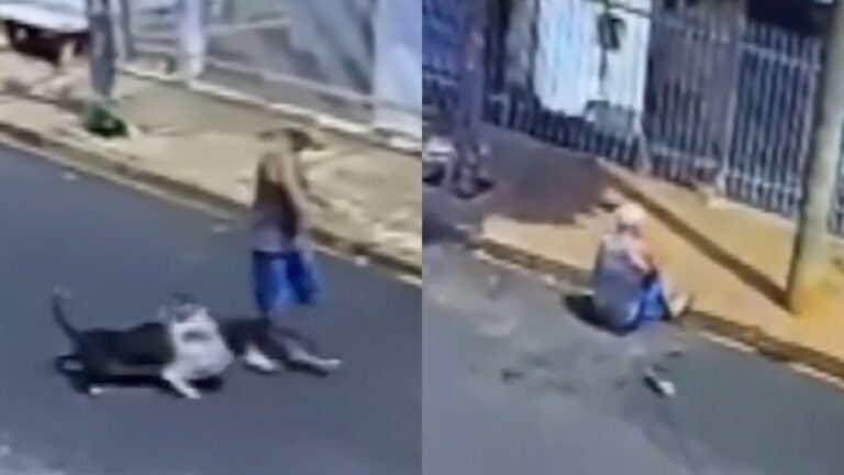 Idoso sofre ataque de Pitbull e web se revolta: ‘Mais um caso isolado’