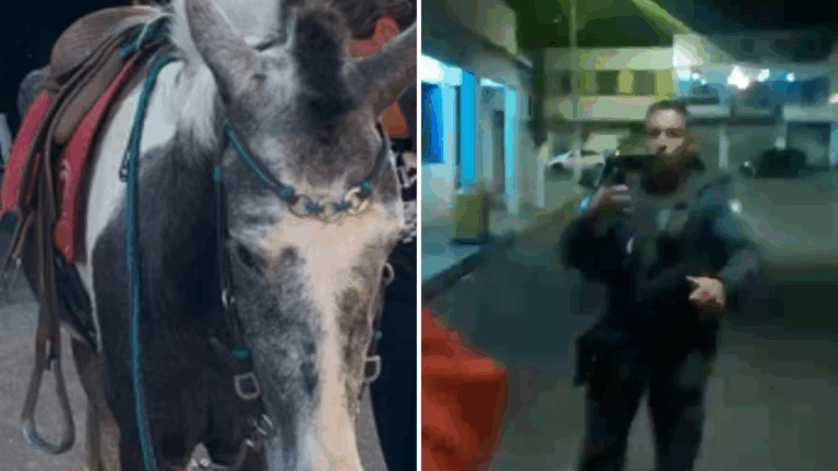 Vídeo: PM mata cavalo ‘famoso’, dono é preso e revolta moradores no Espirito Santo