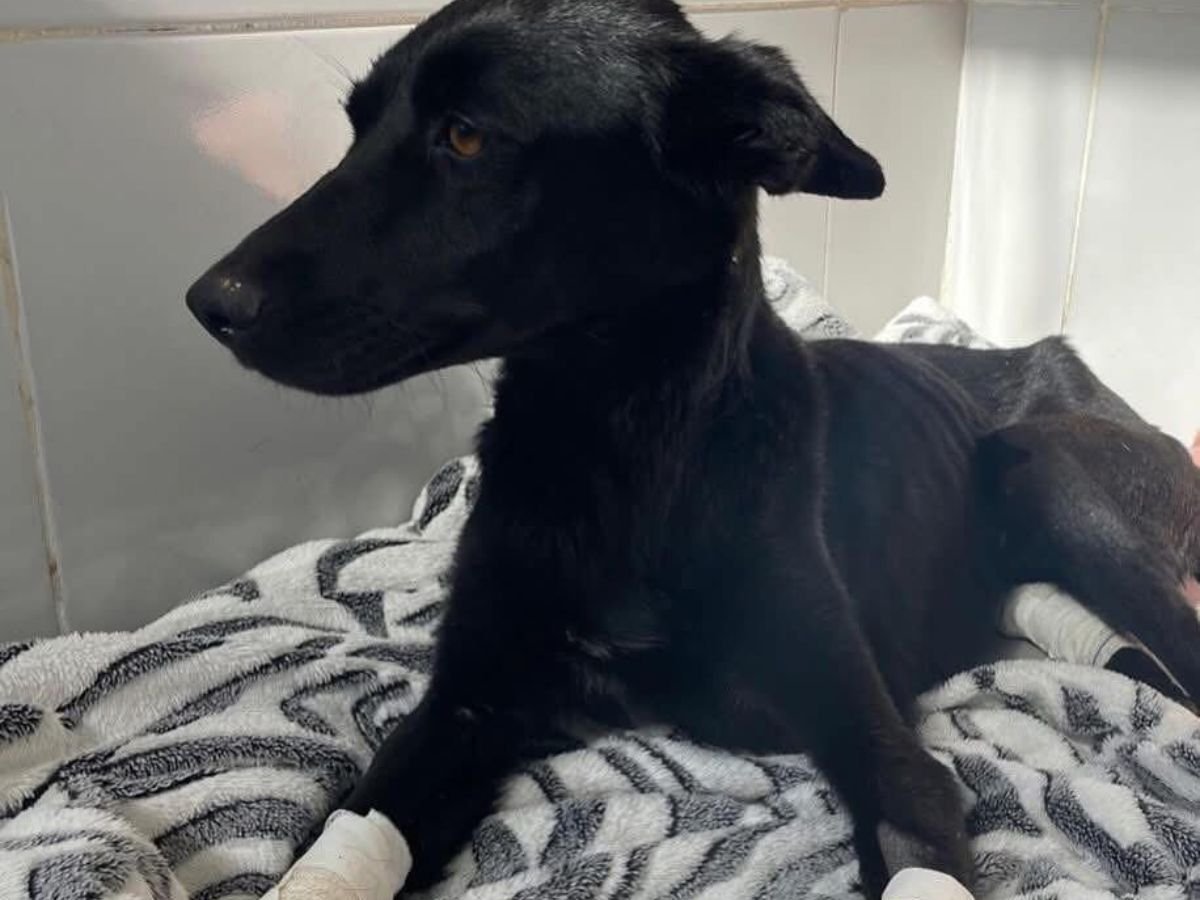 Homem é denunciado por cortar patas da própria cachorra; veja o motivo