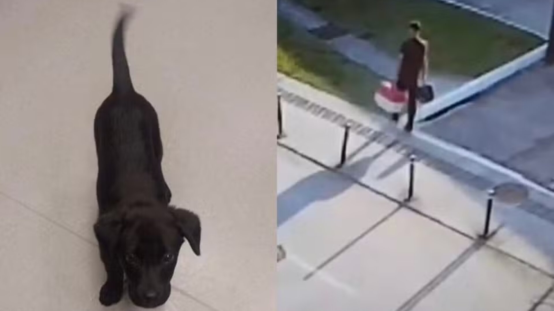 VÍDEO: Passageiro é preso após abandonar cachorro em aeroporto de SC
