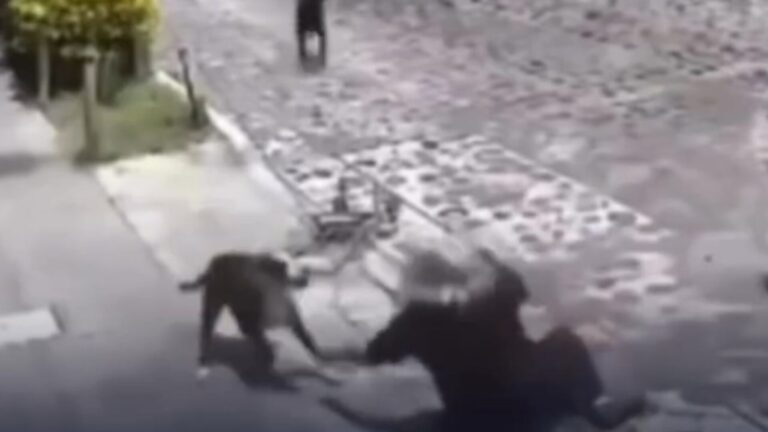 VÍDEO: Veja o momento em que idosa é atacada por cachorros na rua
