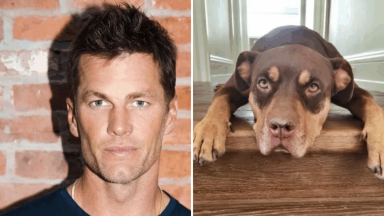Ex-marido de Gisele Bündchen, Tom Brady revela que clonou cachorra adotada que morreu há 2 anos