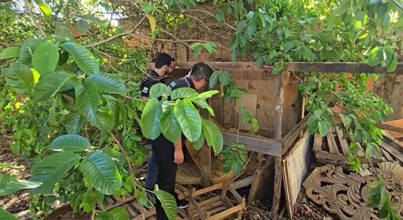 Idoso de 71 anos é brutalmente assassinado e corpo é abandonado dentro de galinheiro