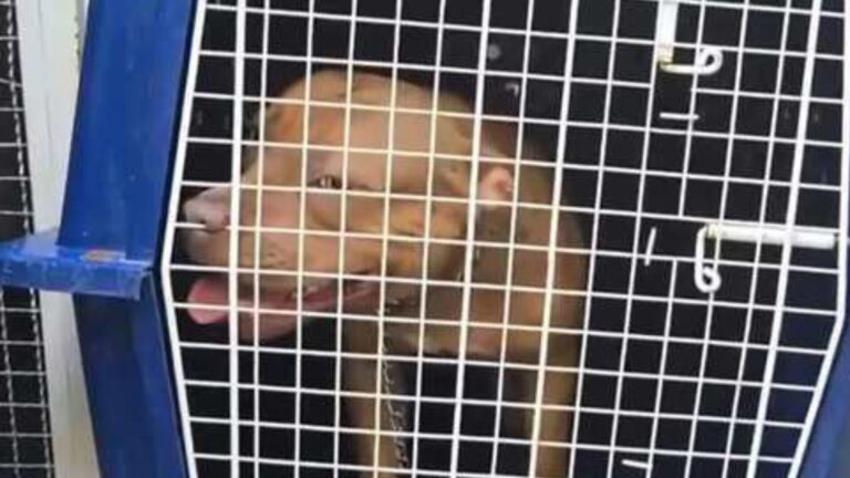 Tragédia! Criança de 4 anos morre após ser atacada por pitbull no RJ