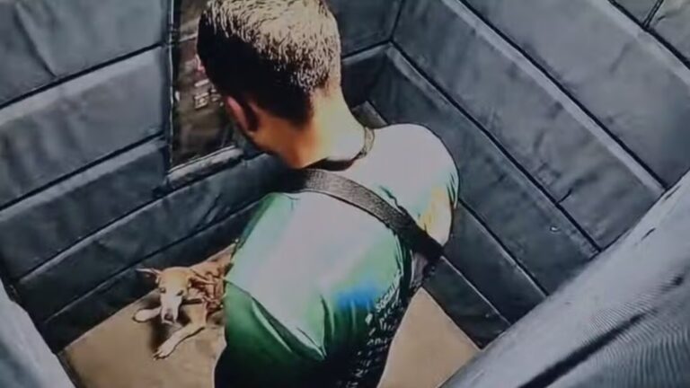 Internet se choca com vídeo de passeador agredindo cão idoso em elevador; veja
