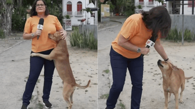 Fofura! Cachorro caramelo rouba a cena durante reportagem da Globo