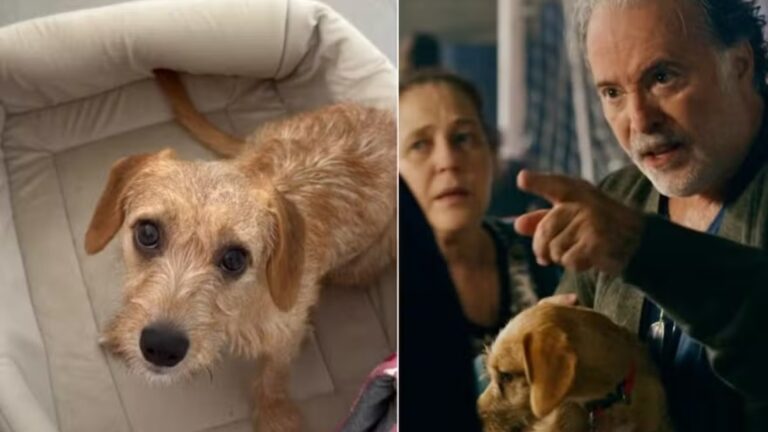 Cachorrinha de ‘Quem ama cuida’ rouba a cena e nome real surpreende web