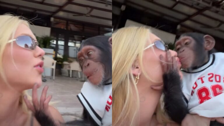 Saiba o que a web disse sobre o vídeo de Virginia beijando macaco: ‘Imunda’