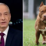 Jornalista da Globo desabafa após ser atacado por pitbull: ‘Dores são nada do que poderia ter sido’