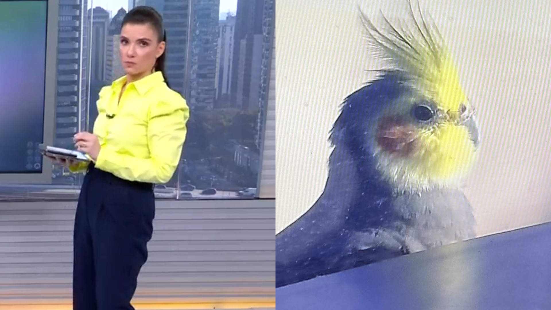 Calopsita invade estúdio da Globo ao vivo e dona pede ajuda na web: “Não acredito”