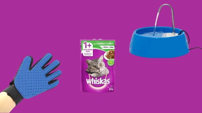 Pet: 8 itens essenciais para o conforto do seu gatinho