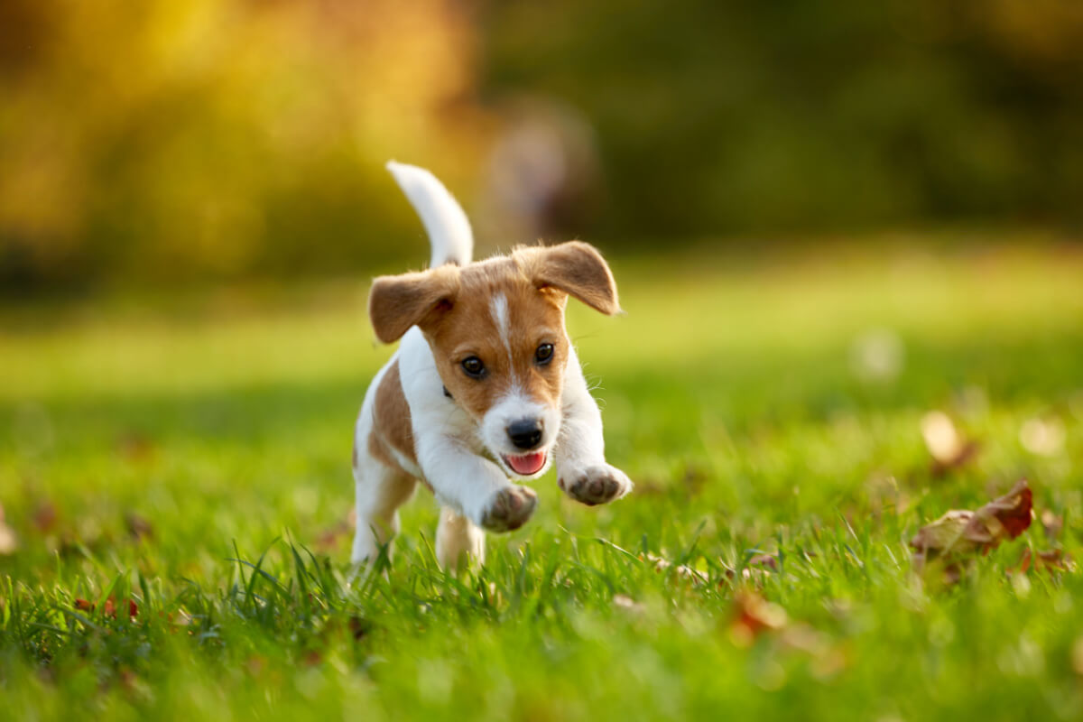 10 cuidados com filhotes de cães nos primeiros dias de vida
