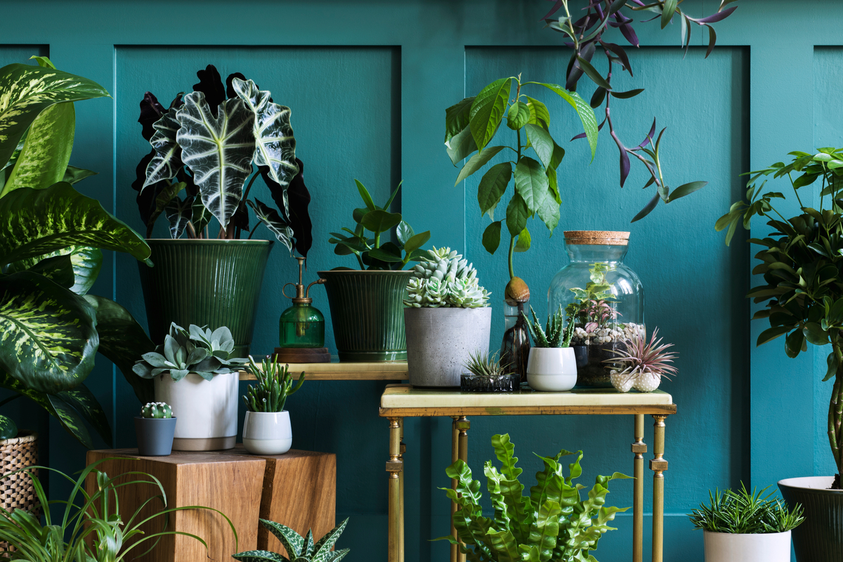 15 plantas para melhorar a energia da casa