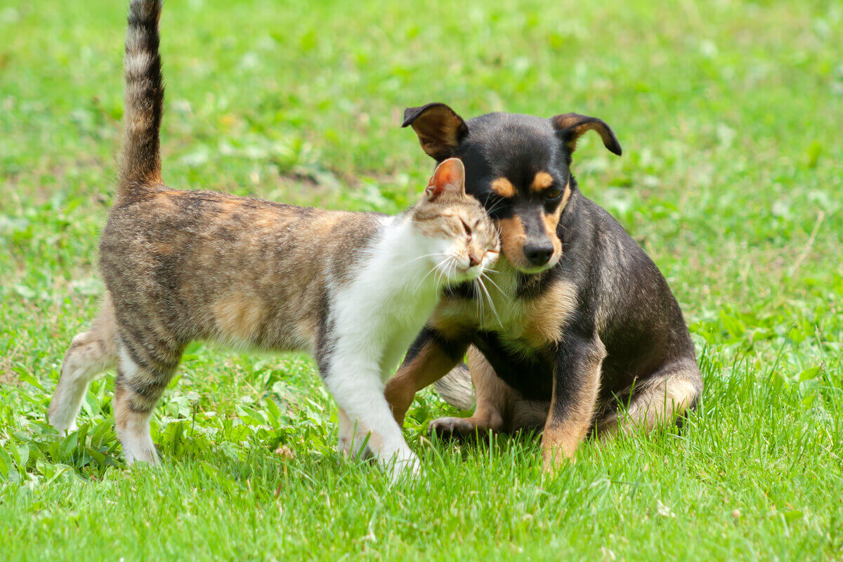5 alimentos proibidos para cães e gatos