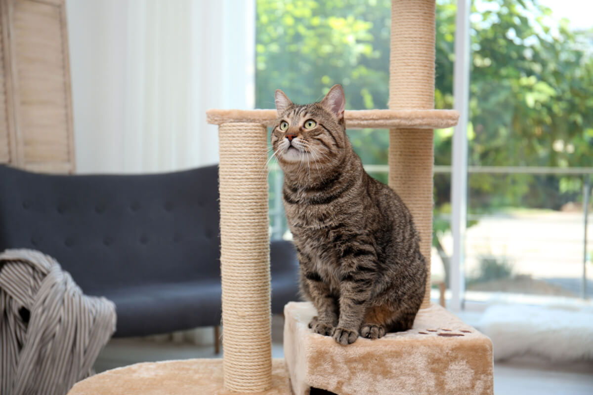 7 tipos de arranhadores para gatos