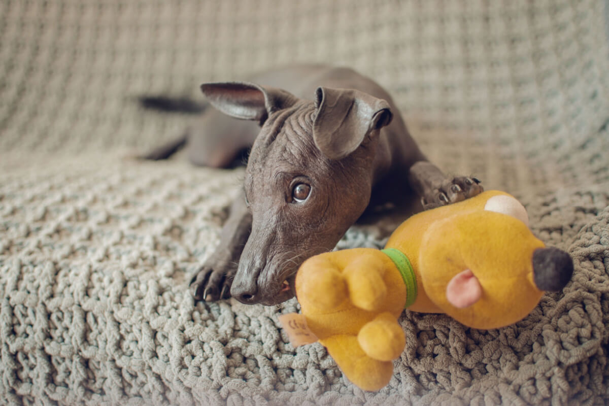 Conheça 4 raças de cachorro sem pelos