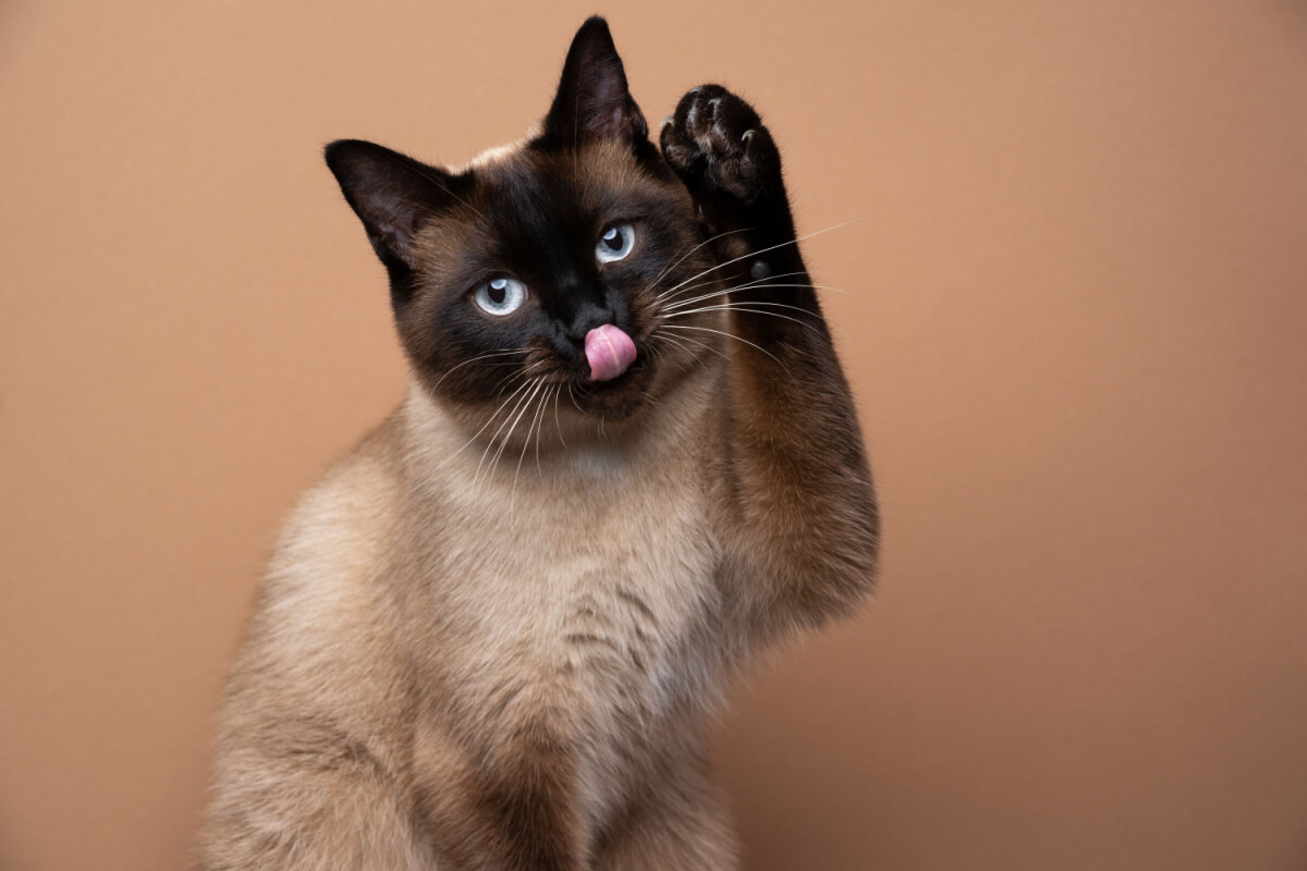 Conheça as principais características do gato siamês