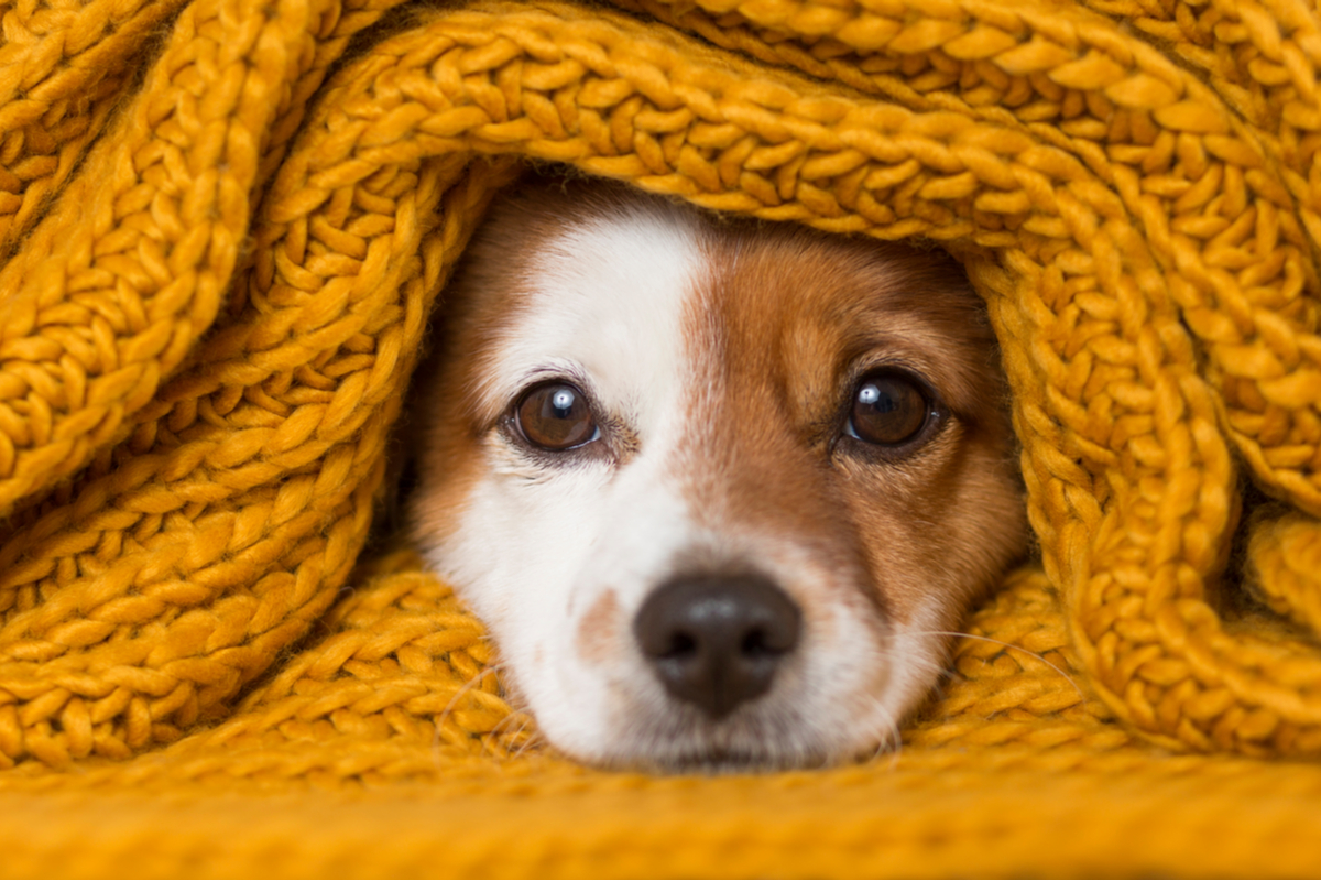 Conheça os principais cuidados para ter com os pets durante o outono