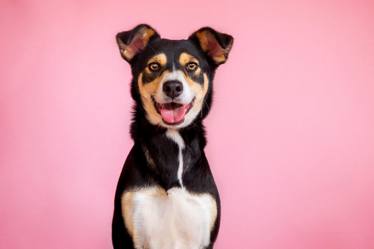 Entenda a importância da castração de cães