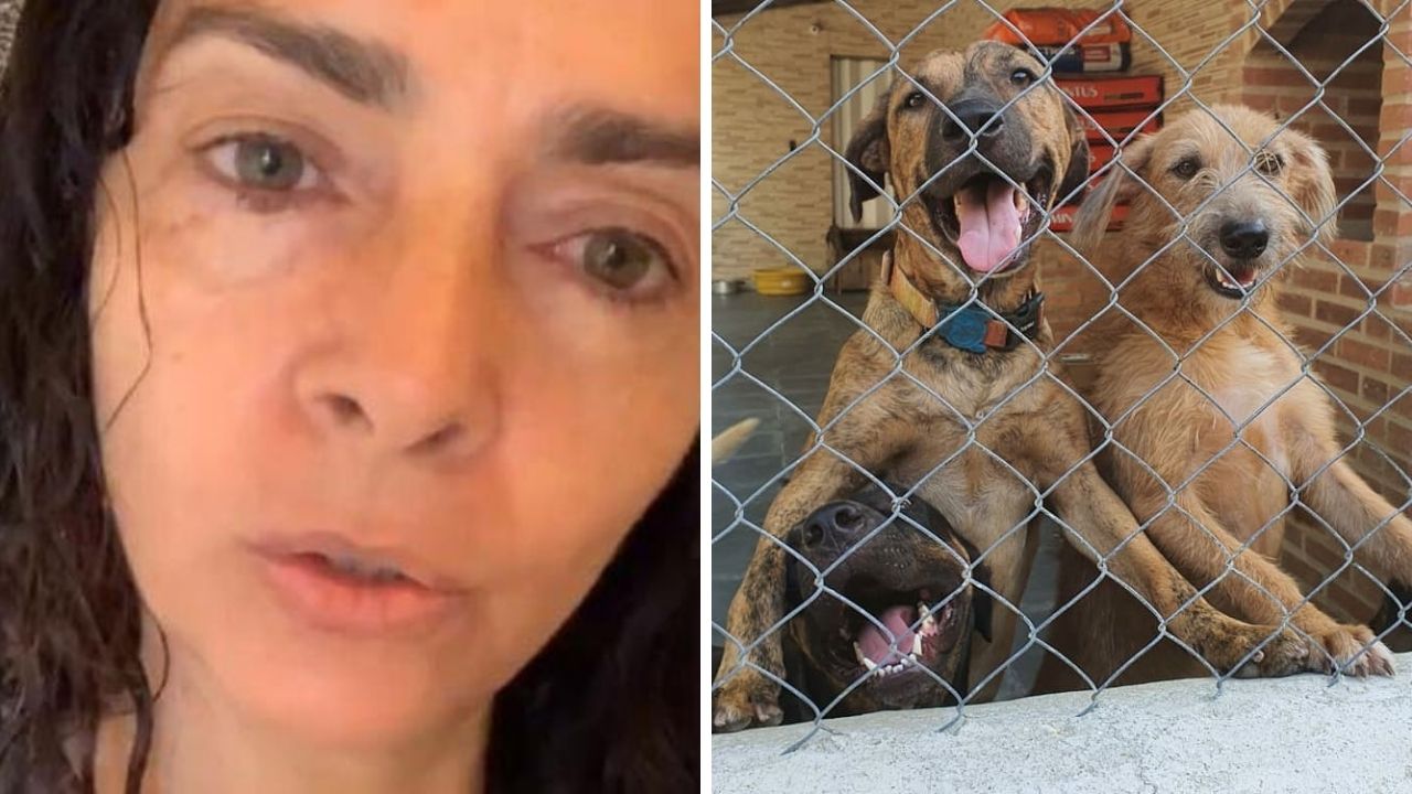 Cães devolvidos por Claudia Ohana seguem aguardando adoção em ONG: “Os dois entraram em depressão”