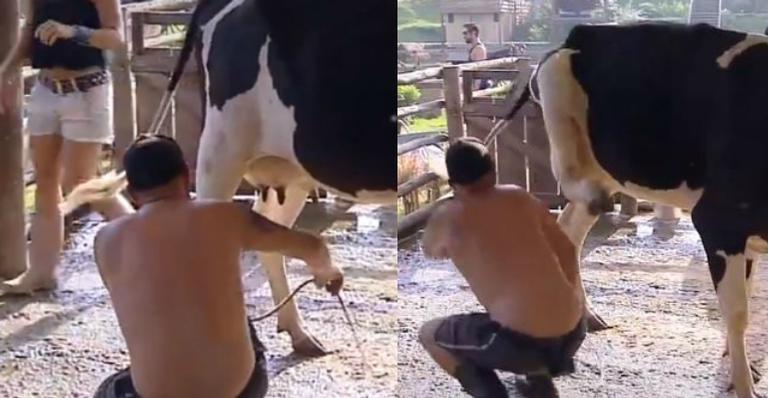 A Fazenda: Rafael Ilha se atrapalha ao ordenhar vaca e leva coice