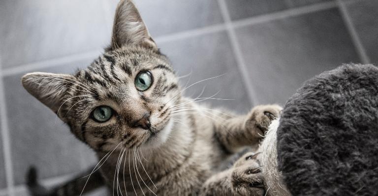 Que tal presentear o seu gato? Dá uma olhada nesses itens incríveis!