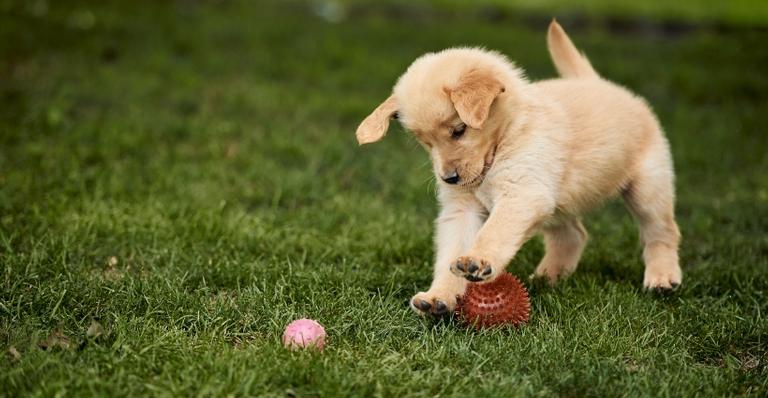 Será que você está preparado para ter um cãozinho?