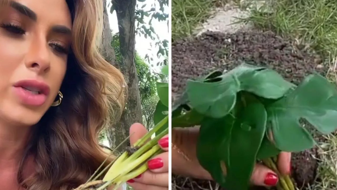 Como assim? Nicole Bahls planta muda de plástico por engano: ”Uma semana aguando”