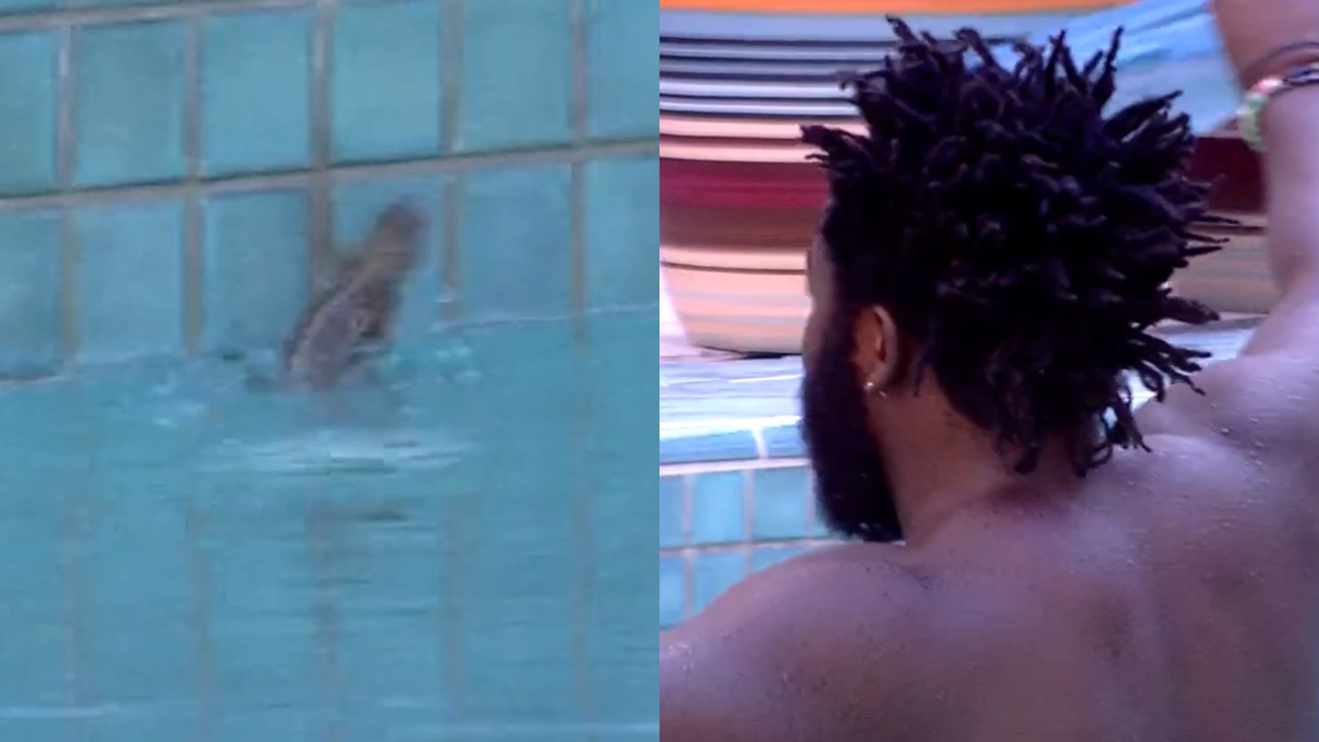 BBB22: Lagarto invade a casa, se afoga e é socorrido às pressas: “Vai morrer”