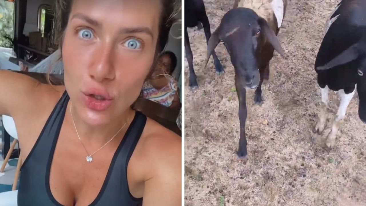 Giovanna Ewbank sai correndo após ser perseguida por bodes: “Deram cabeçada na minha bunda”