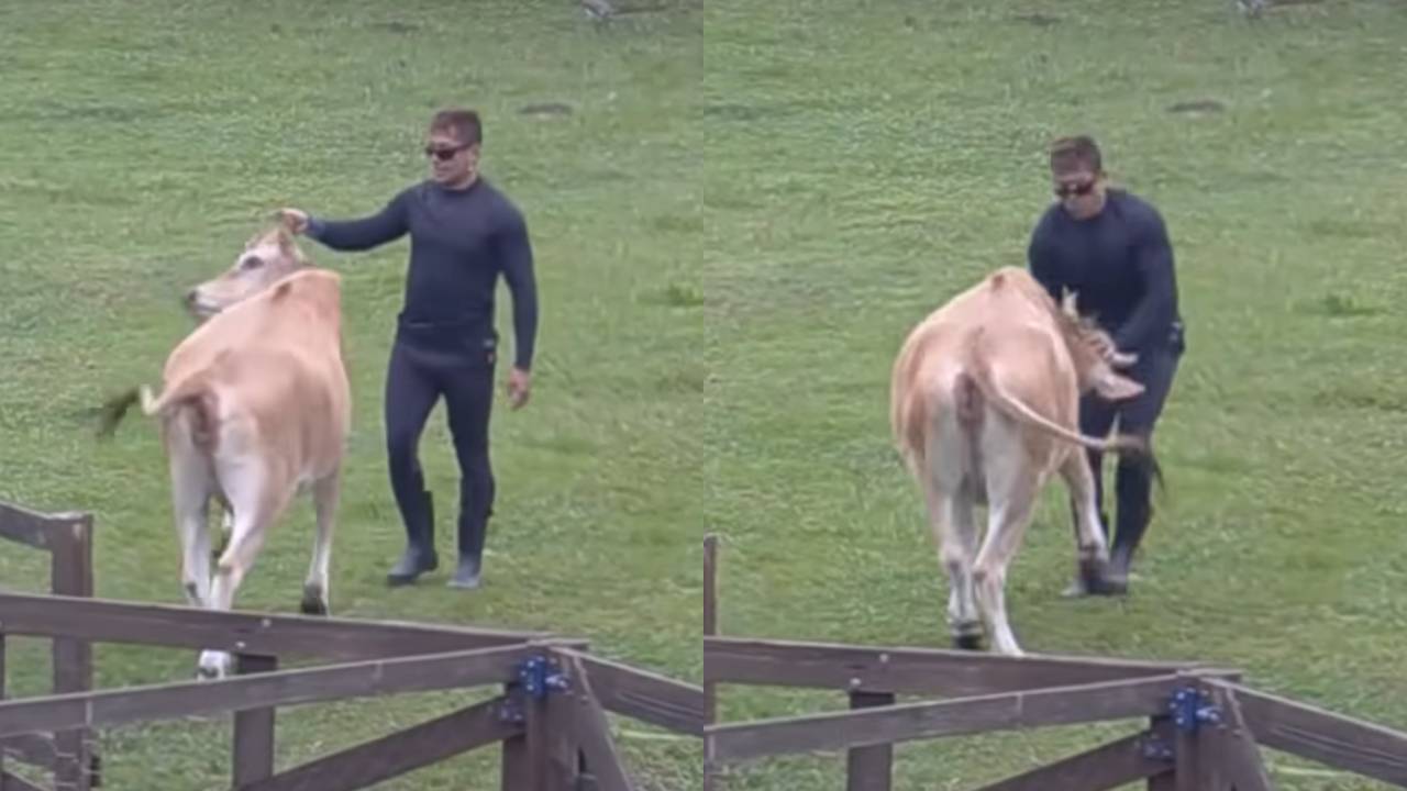 A Fazenda 13: Tiago Piquilo é atacado por vaca com chifres e se assusta: “Ela está brava”