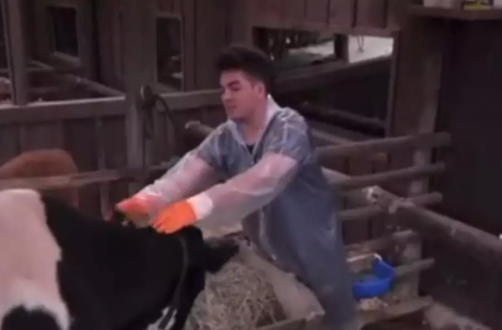 A Fazenda 14: ‘Record TV’ se pronuncia e nega maus-tratos em animais, confira: