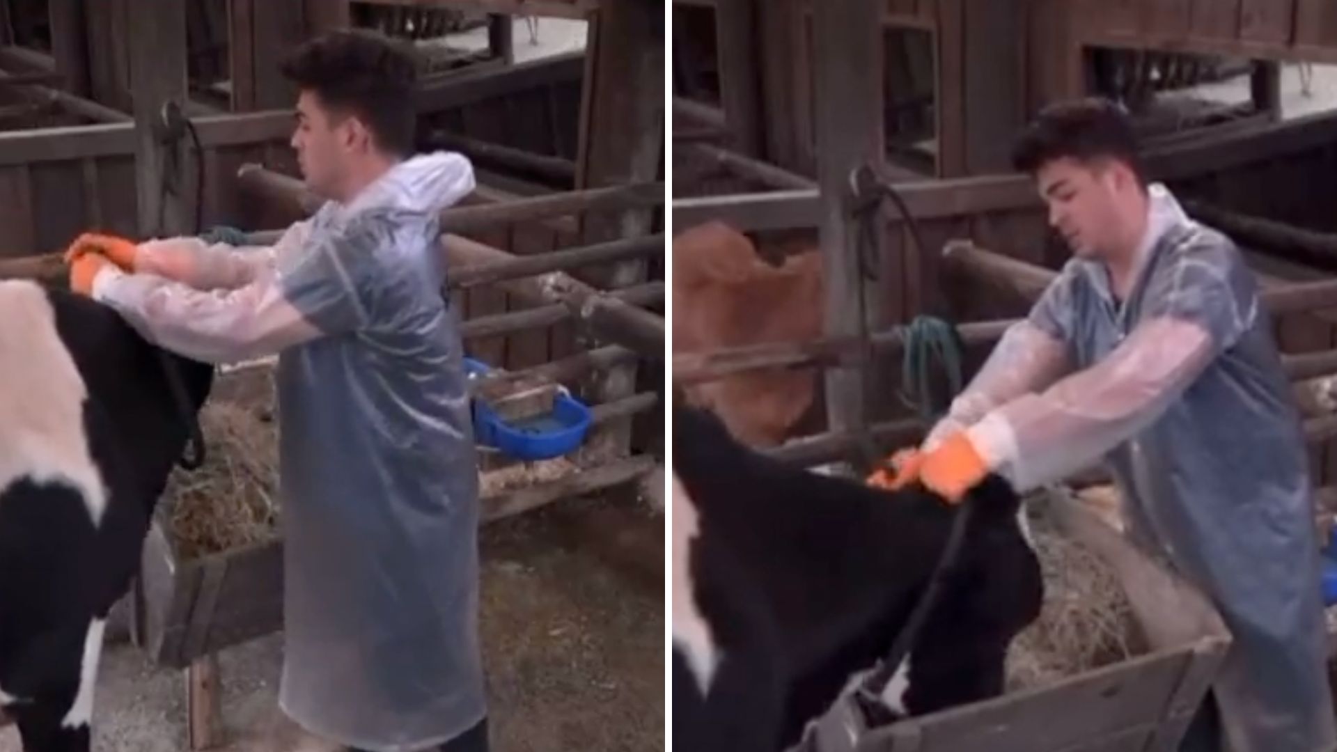 A Fazenda: Público pede expulsão de peão após comportamento com os animais: “Inaceitável”